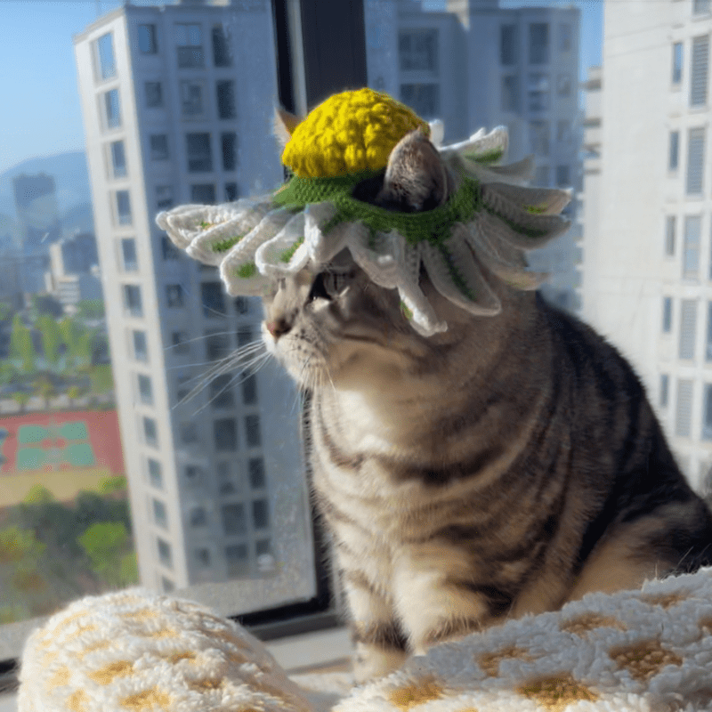 🌼 Bloom & Meow: Handmade Daisy Pet Hat - Meowism