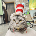 Meowgical Cat Hat - Meowism