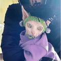 Punk Rock Kitty Wig Hat - Meowism